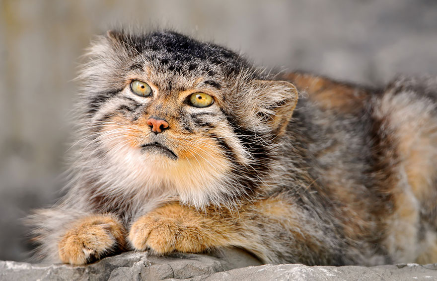 gato-pallas-manul (11)