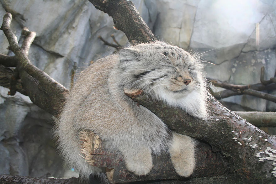 gato-pallas-manul (13)