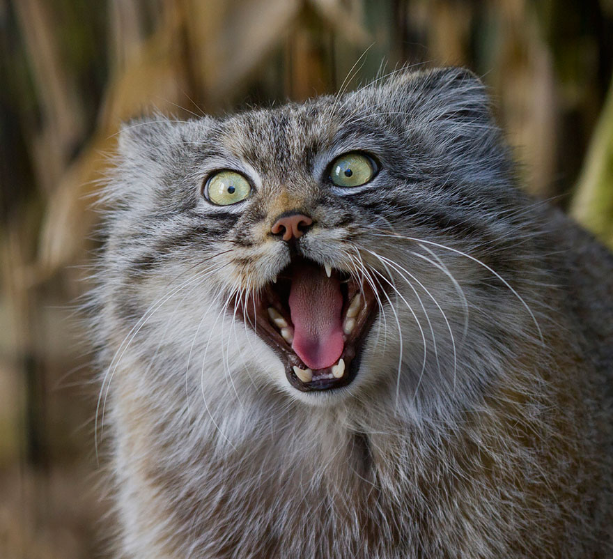gato-pallas-manul (15)