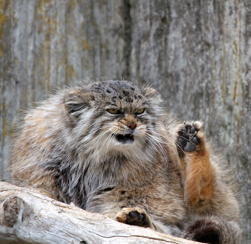 gato-pallas-manul (18)
