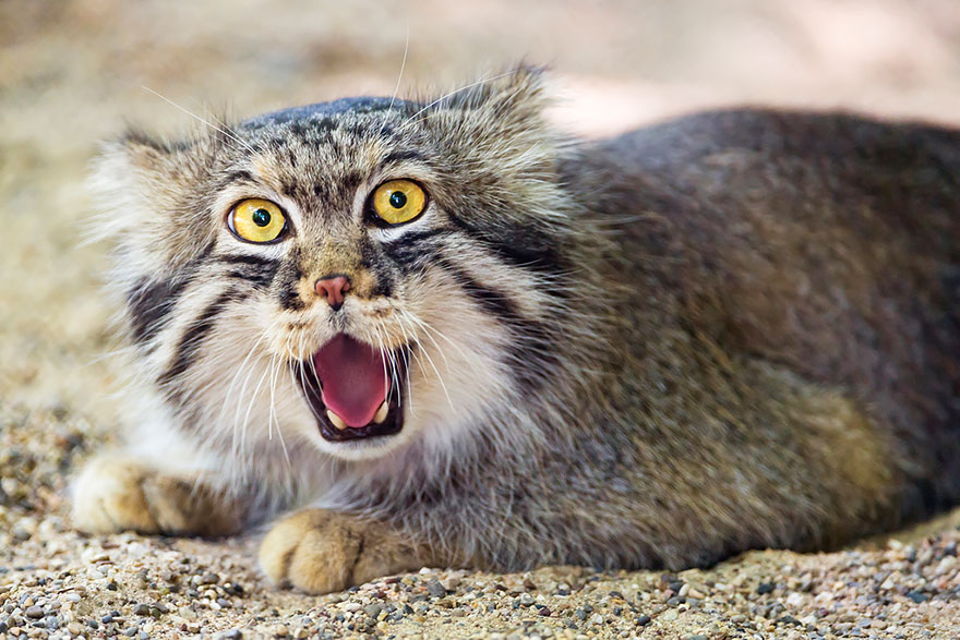 gato-pallas-manul (2)