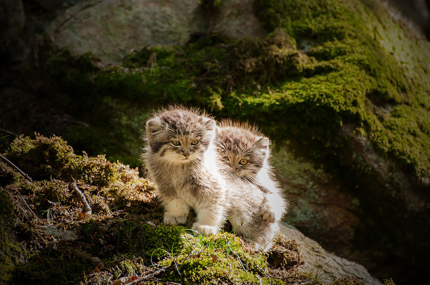 gato-pallas-manul (3)