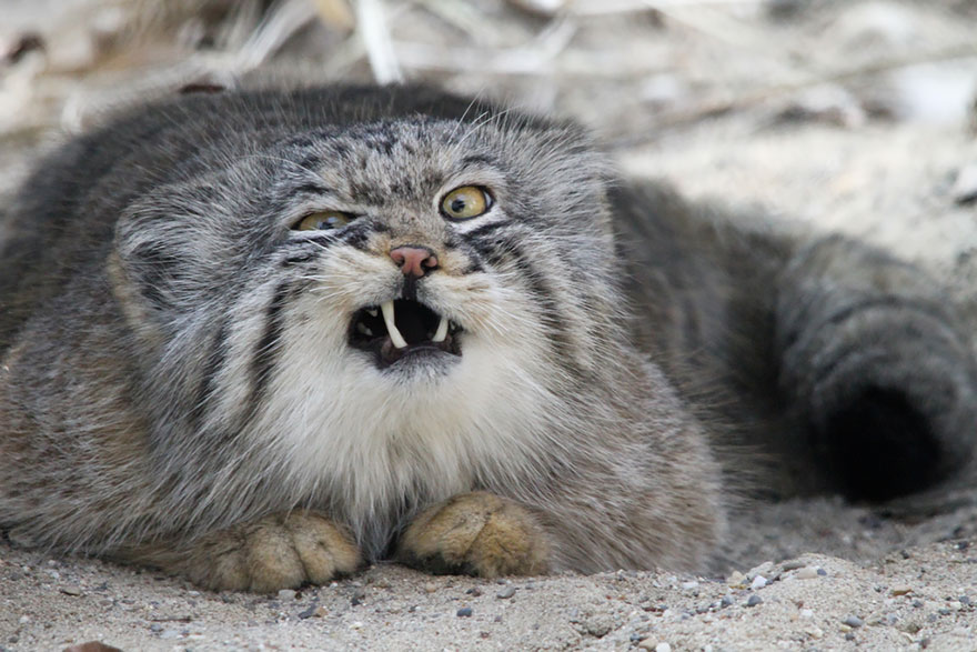 gato-pallas-manul (4)