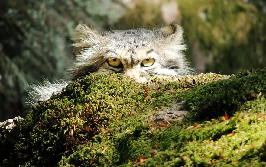 gato-pallas-manul (5)