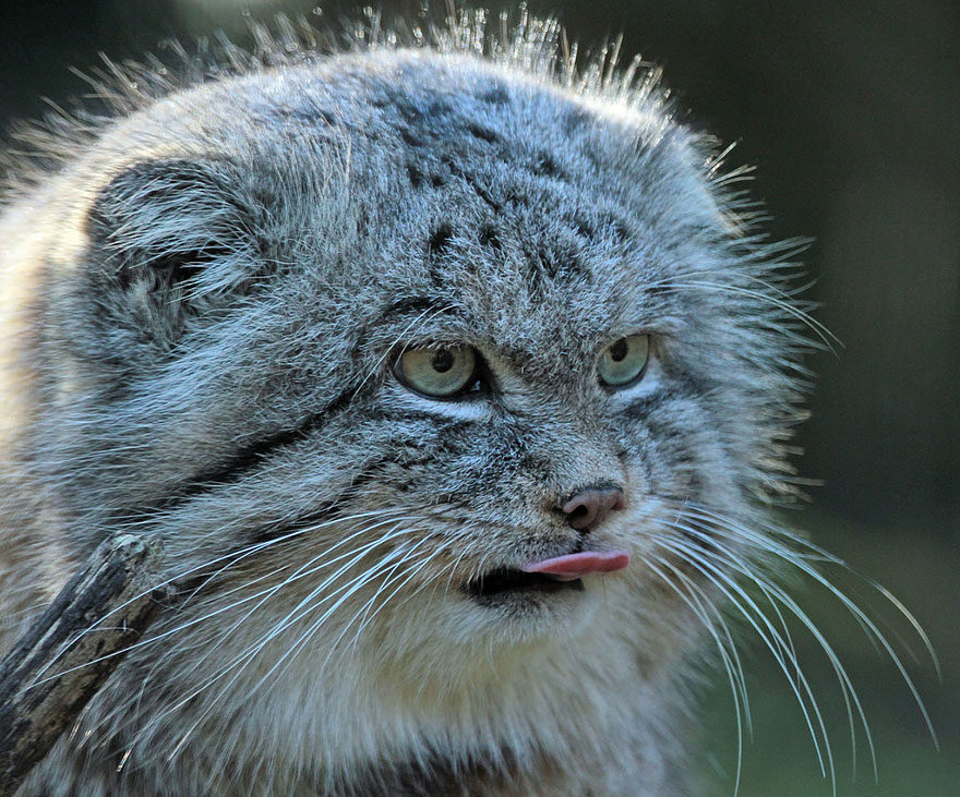 gato-pallas-manul (6)
