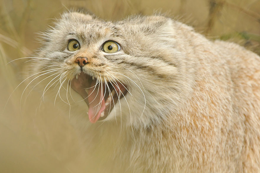 gato-pallas-manul (7)