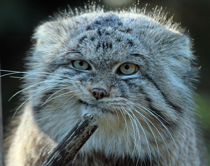 gato-pallas-manul (8)