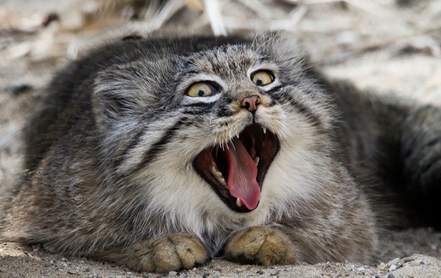 gato-pallas-manul (9)