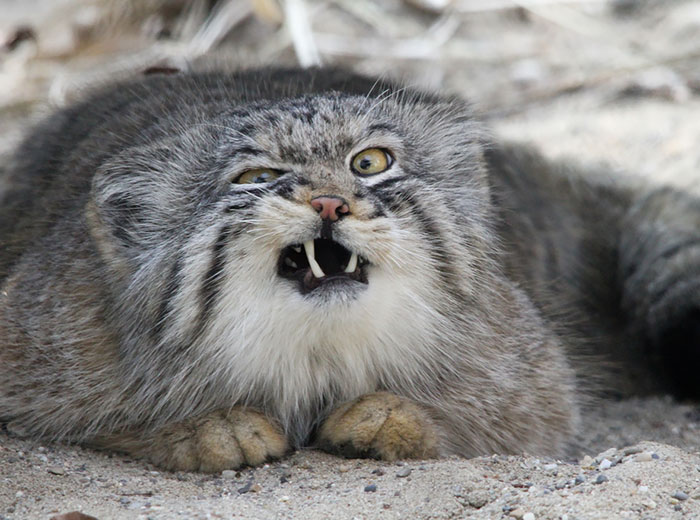 Los gatos Manul son los felinos más expresivos del mundo
