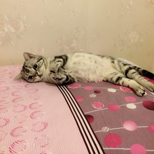 gato-triste-luhu-maggie-liu (1)