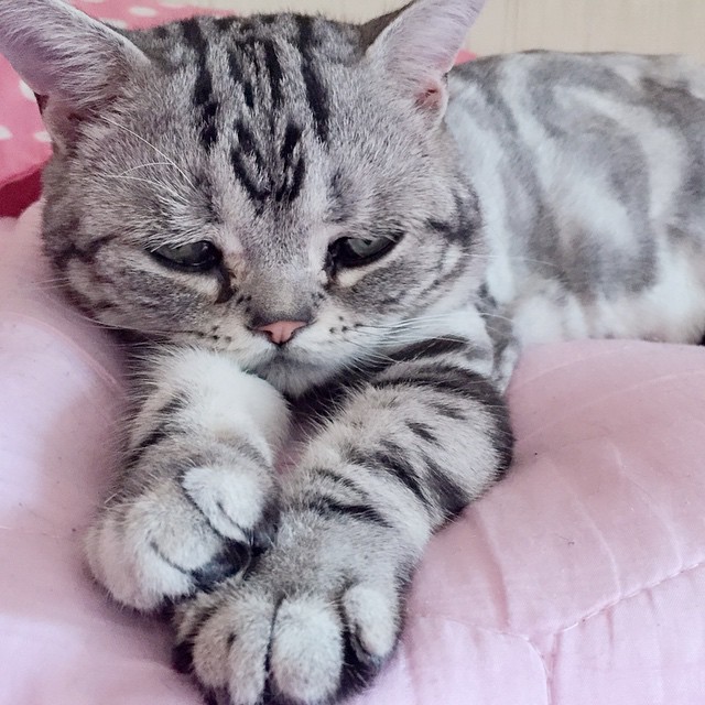 gato-triste-luhu-maggie-liu (10)