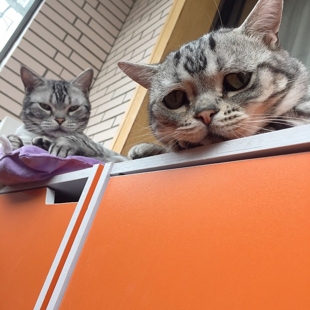 gato-triste-luhu-maggie-liu (11)