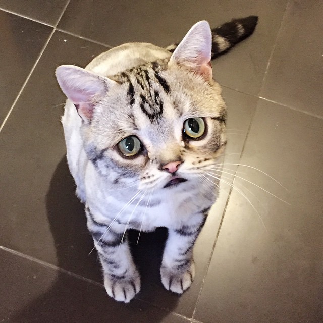 gato-triste-luhu-maggie-liu (12)
