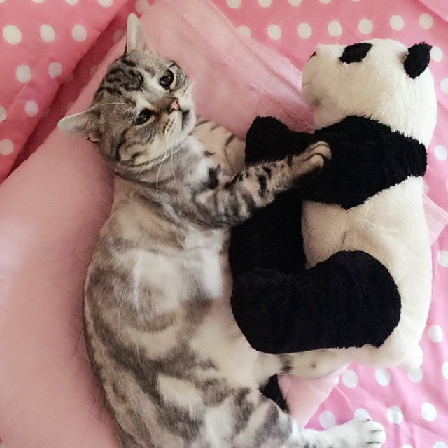 gato-triste-luhu-maggie-liu (13)