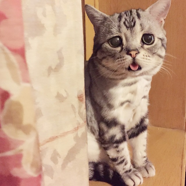 gato-triste-luhu-maggie-liu (14)