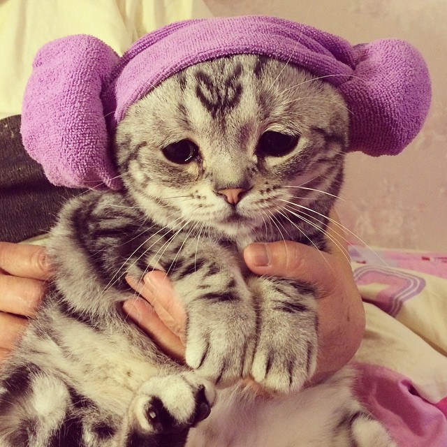gato-triste-luhu-maggie-liu (2)