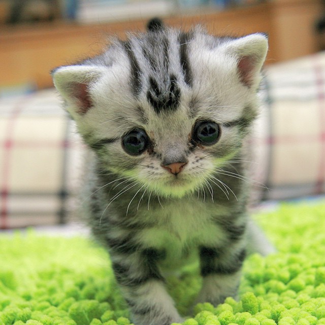 gato-triste-luhu-maggie-liu (3)