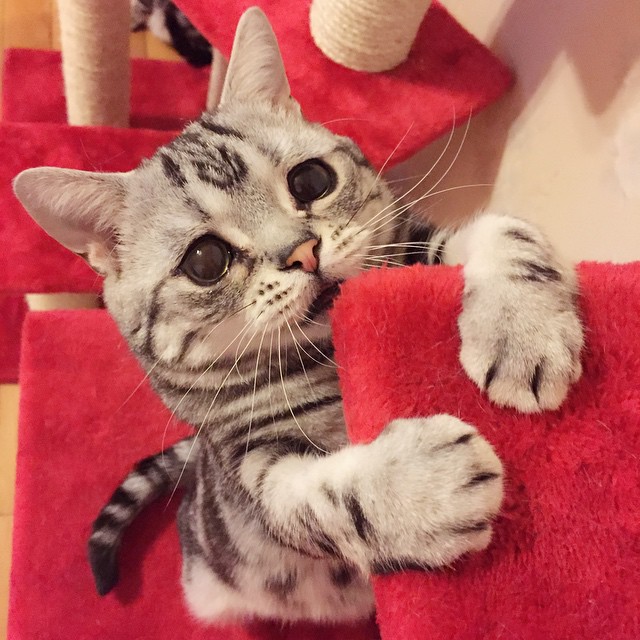 gato-triste-luhu-maggie-liu (4)