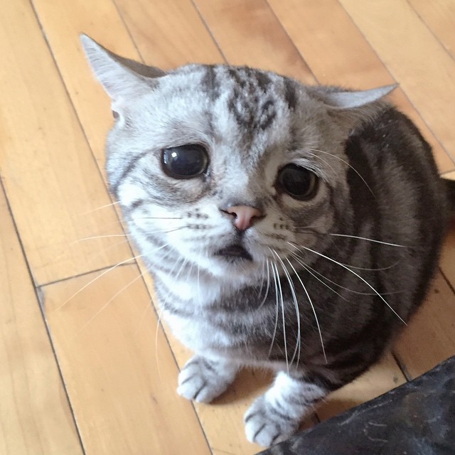 gato-triste-luhu-maggie-liu (5)