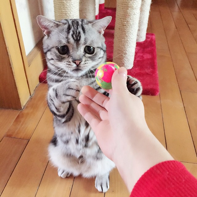 gato-triste-luhu-maggie-liu (6)