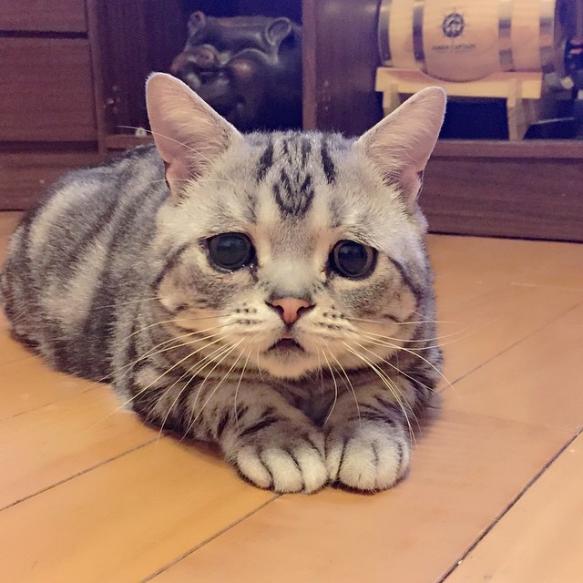 gato-triste-luhu-maggie-liu (7)