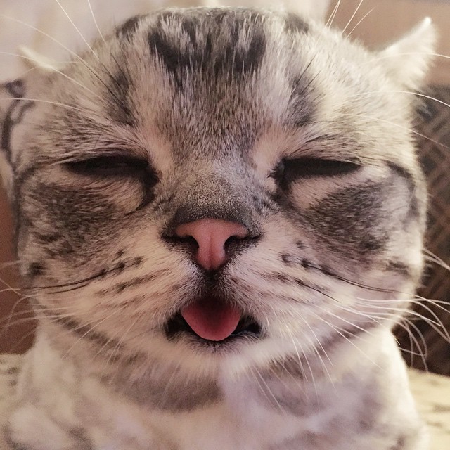 gato-triste-luhu-maggie-liu (8)