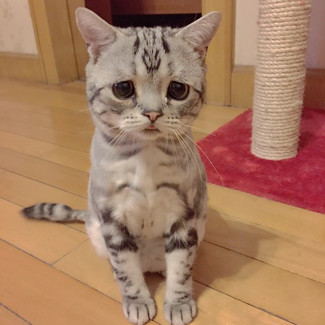 gato-triste-luhu-maggie-liu (9)