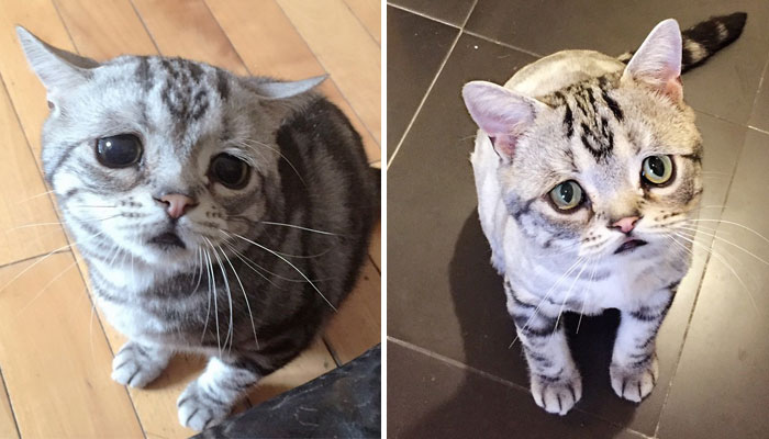 El gato más triste de todo internet