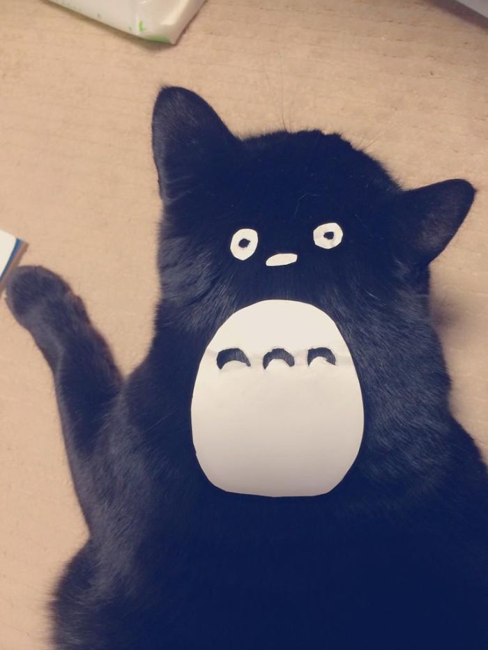gatos-disfrazados-totoro-duenos-japon (1)