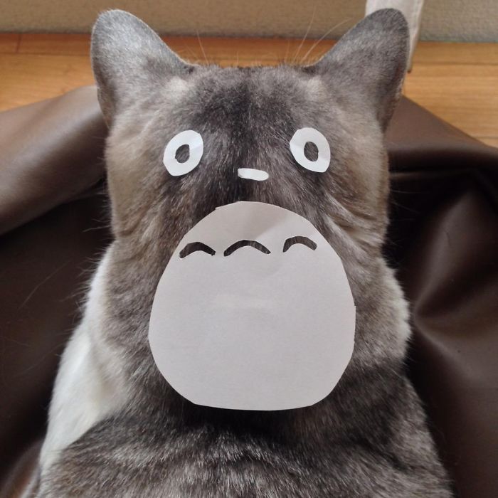 gatos-disfrazados-totoro-duenos-japon (2)