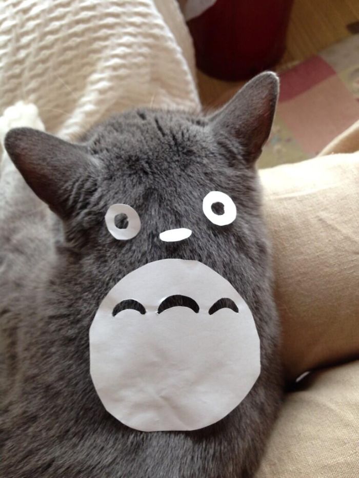 gatos-disfrazados-totoro-duenos-japon (3)