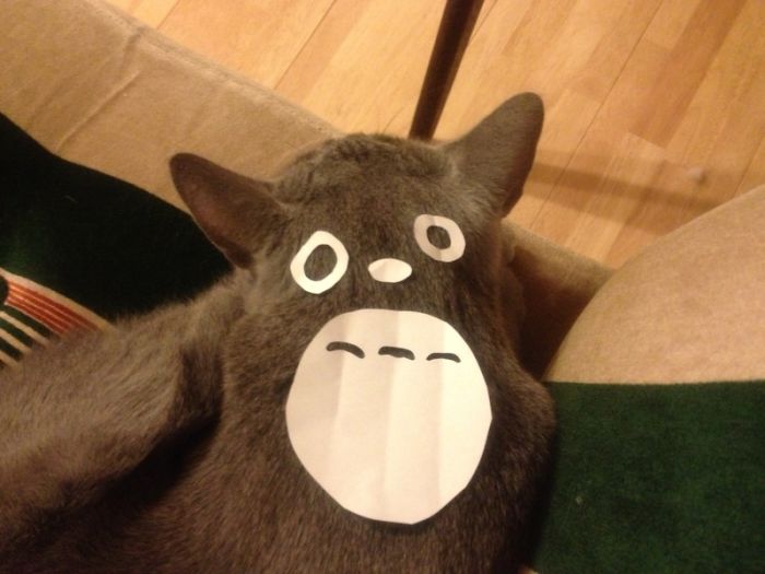 gatos-disfrazados-totoro-duenos-japon (4)
