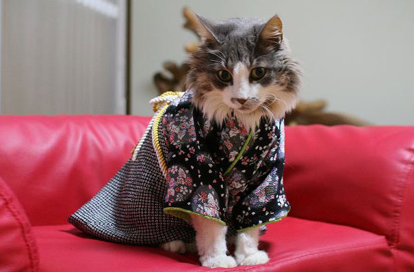 gatos-kimonos-japon (11)