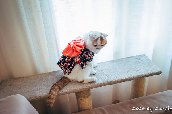 gatos-kimonos-japon (14)