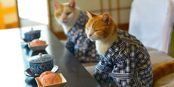 gatos-kimonos-japon (17)