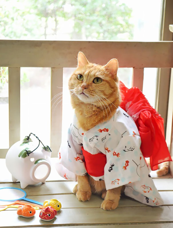 gatos-kimonos-japon (19)