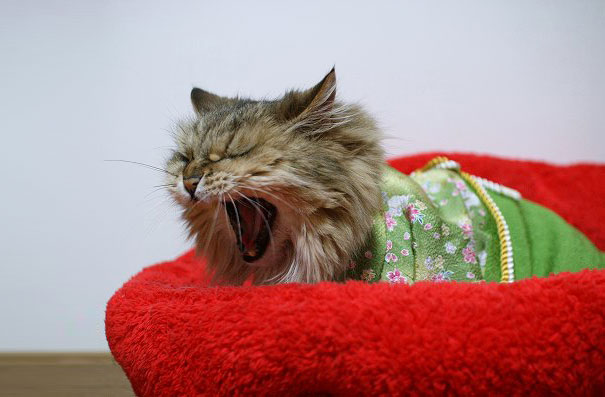 gatos-kimonos-japon (2)