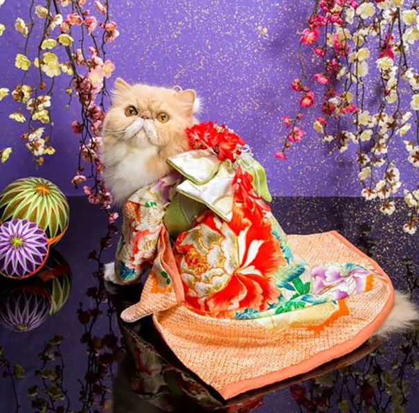 gatos-kimonos-japon (20)