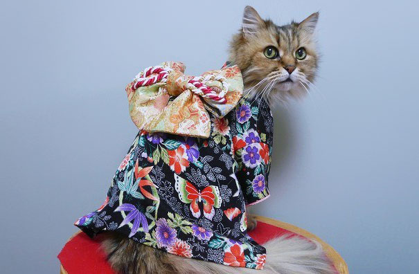 gatos-kimonos-japon (21)
