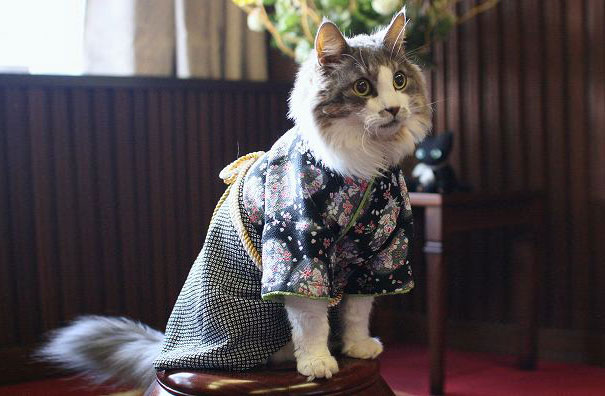 gatos-kimonos-japon (3)