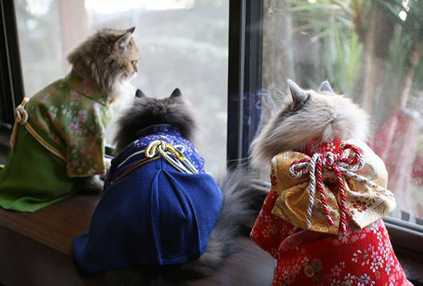 gatos-kimonos-japon (4)