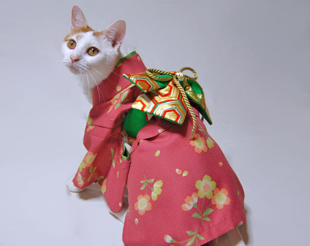 gatos-kimonos-japon (6)