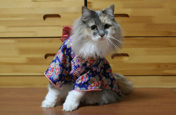 gatos-kimonos-japon (7)