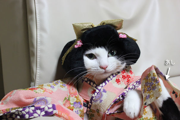 gatos-kimonos-japon (9)