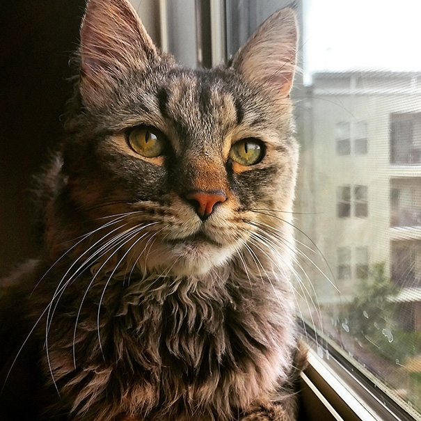 gatos-mayores-adoptados (2)