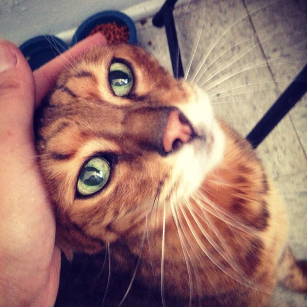 gatos-mayores-adoptados (25)