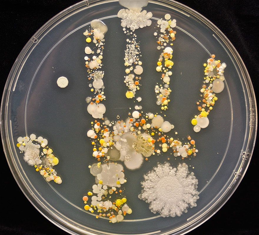huella-mano-nino-microbios-placa-petri-tasha-sturm (1)