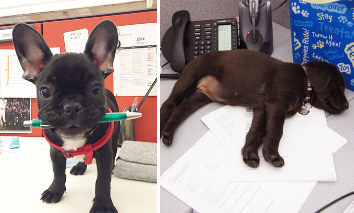 Hoy es el día nacional de Lleva tu perro al trabajo (18 fotos)