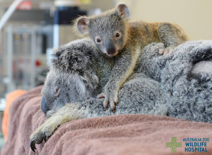 madre-koala-operacion-cria-zoo-australia (1)