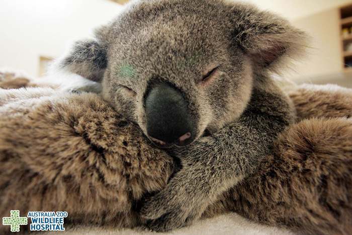 madre-koala-operacion-cria-zoo-australia (3)
